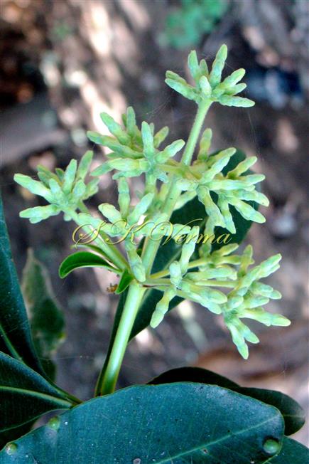  Inflorescence with floral buds